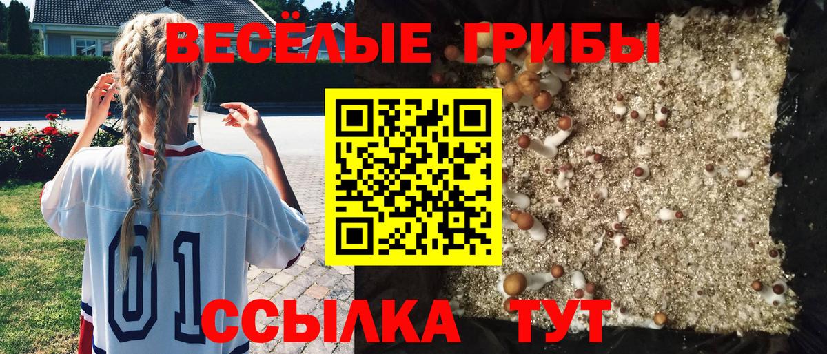 Псилоцибиновые грибы Psilocybe Куйбышев